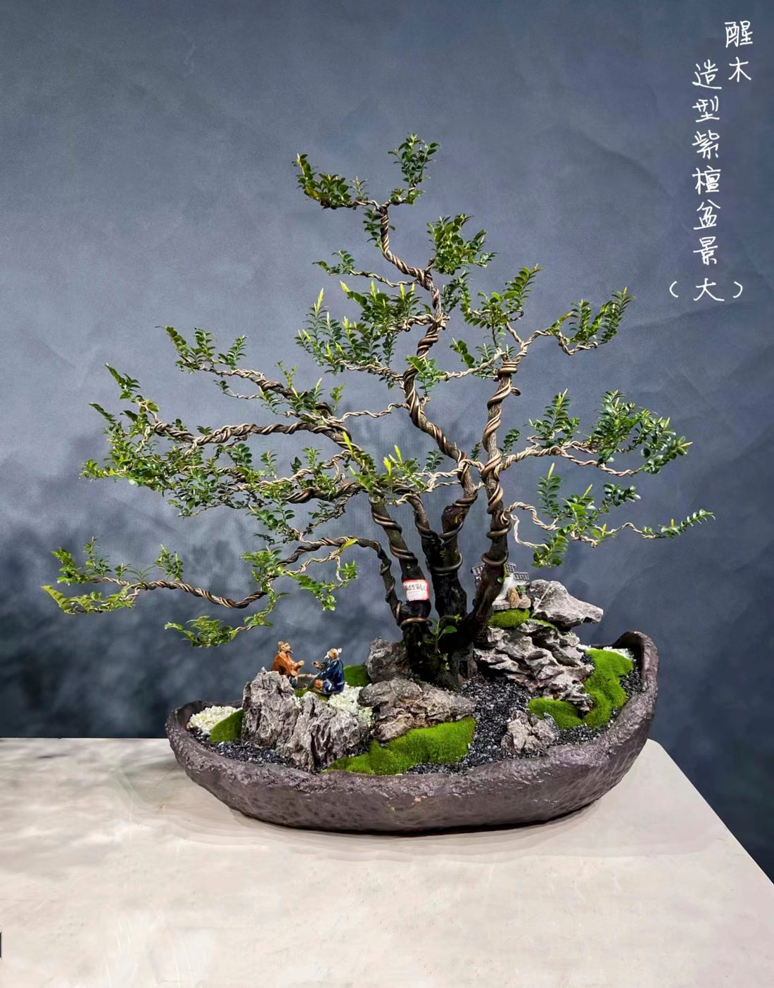 Pterocarpus santalinus 01(紫檀)-園藝工程-節日花卉-除草-植物批發-真聖誕樹-美國聖誕樹-園林綠化-修樹工程-私人花園-園藝保養-蘭花-菊花-四季桔-芍藥-聖誕花-工程-詠昇-元朗花場-羅漢松-Christmas tree-Garden maintenance-Wingsing Garden-Yuen Long Garden