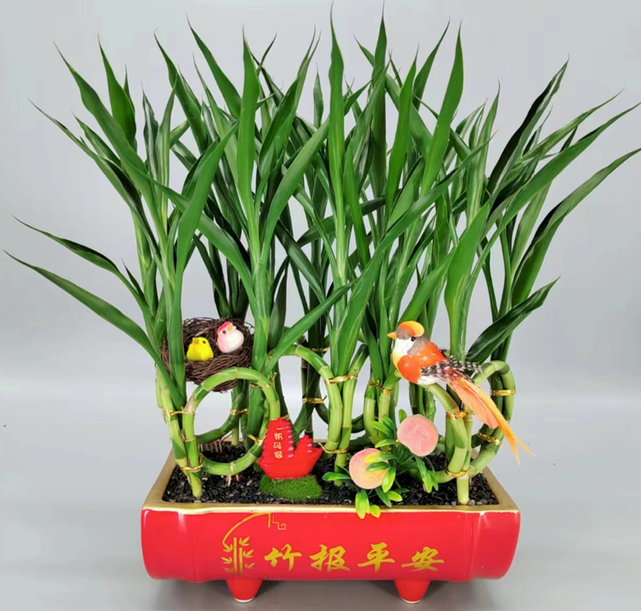 Dracaena sanderiana (富貴竹)-園藝工程-節日花卉-除草-植物批發-真聖誕樹-美國聖誕樹-園林綠化-修樹工程-私人花園-園藝保養-蘭花-菊花-四季桔-芍藥-聖誕花-工程-詠昇-元朗花場-羅漢松-Christmas tree-Garden maintenance-Wingsing Garden-Yuen Long Garden