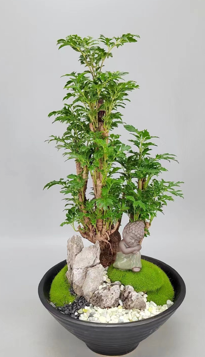 Free situation-園藝工程-節日花卉-除草-植物批發-真聖誕樹-美國聖誕樹-園林綠化-修樹工程-私人花園-園藝保養-蘭花-菊花-四季桔-芍藥-聖誕花-工程-詠昇-元朗花場-羅漢松-Christmas tree-Garden maintenance-Wingsing Garden-Yuen Long Garden