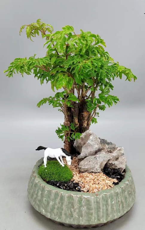 Mountain Township-園藝工程-節日花卉-除草-植物批發-真聖誕樹-美國聖誕樹-園林綠化-修樹工程-私人花園-園藝保養-蘭花-菊花-四季桔-芍藥-聖誕花-工程-詠昇-元朗花場-羅漢松-Christmas tree-Garden maintenance-Wingsing Garden-Yuen Long Garden