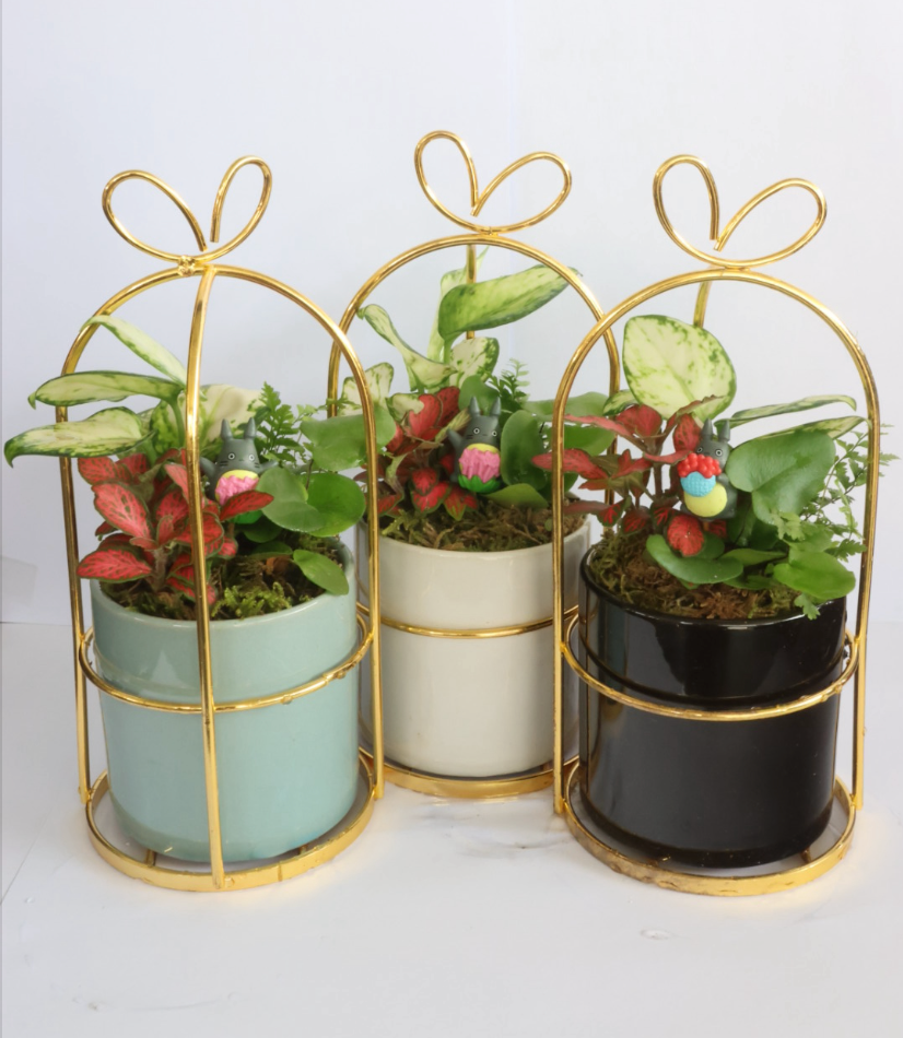 Dream world (blue pot)-園藝工程-節日花卉-除草-植物批發-真聖誕樹-美國聖誕樹-園林綠化-修樹工程-私人花園-園藝保養-蘭花-菊花-四季桔-芍藥-聖誕花-工程-詠昇-元朗花場-羅漢松-Christmas tree-Garden maintenance-Wingsing Garden-Yuen Long Garden