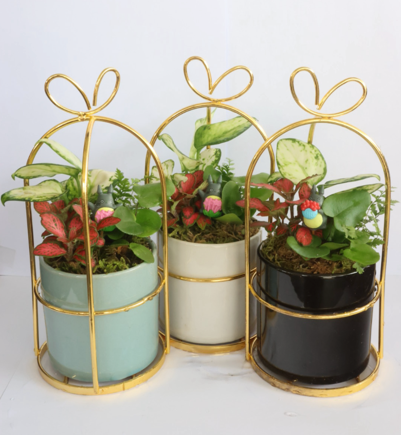 Dream world (white pot)-園藝工程-節日花卉-除草-植物批發-真聖誕樹-美國聖誕樹-園林綠化-修樹工程-私人花園-園藝保養-蘭花-菊花-四季桔-芍藥-聖誕花-工程-詠昇-元朗花場-羅漢松-Christmas tree-Garden maintenance-Wingsing Garden-Yuen Long Garden