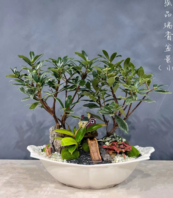 Daphne odora 10-園藝工程-節日花卉-除草-植物批發-真聖誕樹-美國聖誕樹-園林綠化-修樹工程-私人花園-園藝保養-蘭花-菊花-四季桔-芍藥-聖誕花-工程-詠昇-元朗花場-羅漢松-Christmas tree-Garden maintenance-Wingsing Garden-Yuen Long Garden
