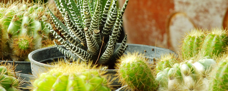 -園藝工程-節日花卉-Wingsing Garden-元朗花場-植物批發-真聖誕樹-園林綠化-修樹工程