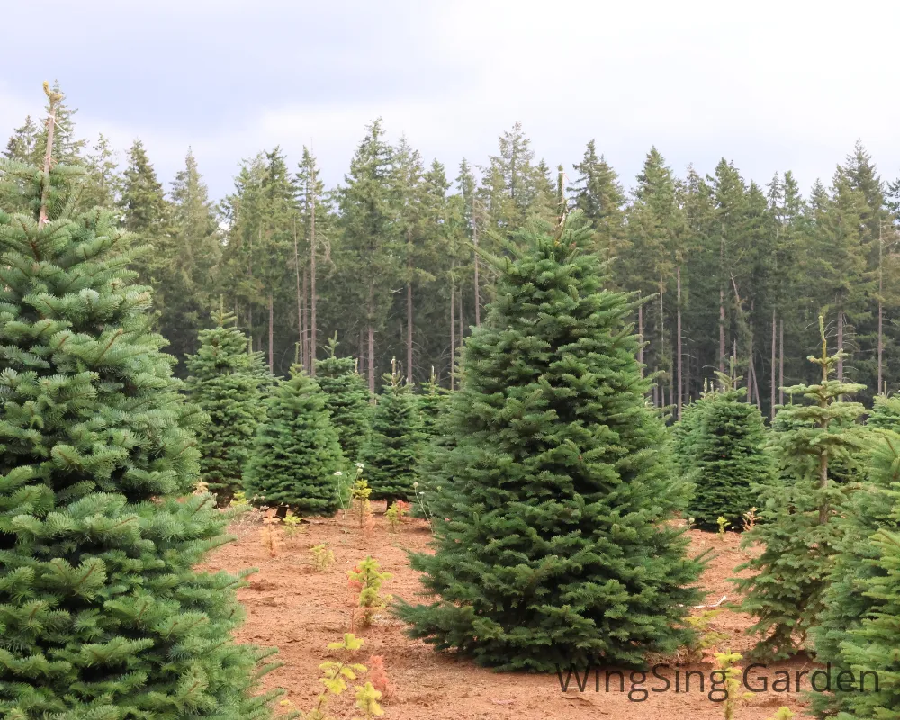 Noble Fir (5-6ft.)-園藝工程-節日花卉-除草-植物批發-真聖誕樹-美國聖誕樹-園林綠化-修樹工程-私人花園-園藝保養-蘭花-菊花-四季桔-芍藥-聖誕花-工程-詠昇-元朗花場-羅漢松-Christmas tree-Garden maintenance-Wingsing Garden-Yuen Long Garden