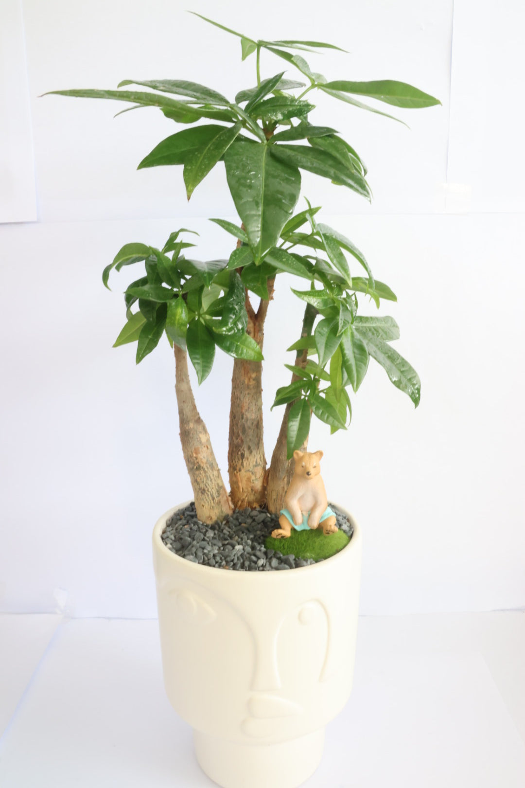 Malabar Chestnut (Animal party)-園藝工程-節日花卉-除草-植物批發-真聖誕樹-美國聖誕樹-園林綠化-修樹工程-私人花園-園藝保養-蘭花-菊花-四季桔-芍藥-聖誕花-工程-詠昇-元朗花場-羅漢松-Christmas tree-Garden maintenance-Wingsing Garden-Yuen Long Garden