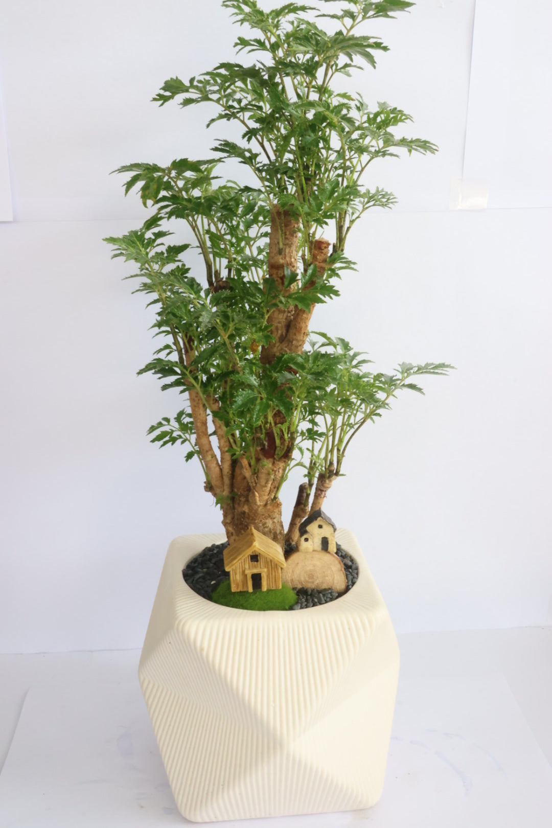 House and garden (white pot)-園藝工程-節日花卉-除草-植物批發-真聖誕樹-美國聖誕樹-園林綠化-修樹工程-私人花園-園藝保養-蘭花-菊花-四季桔-芍藥-聖誕花-工程-詠昇-元朗花場-羅漢松-Christmas tree-Garden maintenance-Wingsing Garden-Yuen Long Garden