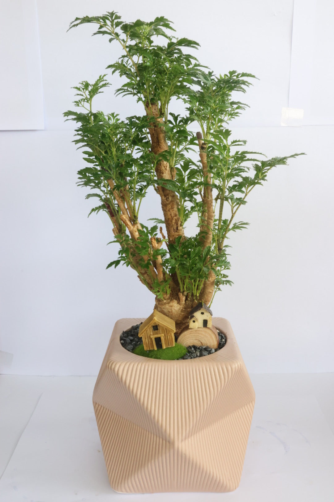 House and garden (pink pot)-園藝工程-節日花卉-除草-植物批發-真聖誕樹-美國聖誕樹-園林綠化-修樹工程-私人花園-園藝保養-蘭花-菊花-四季桔-芍藥-聖誕花-工程-詠昇-元朗花場-羅漢松-Christmas tree-Garden maintenance-Wingsing Garden-Yuen Long Garden
