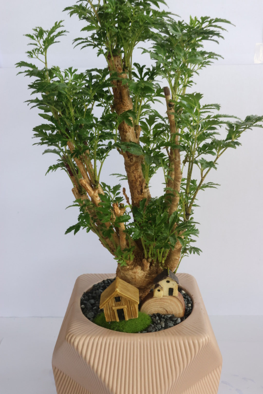 House and garden (pink pot)-園藝工程-節日花卉-除草-植物批發-真聖誕樹-美國聖誕樹-園林綠化-修樹工程-私人花園-園藝保養-蘭花-菊花-四季桔-芍藥-聖誕花-工程-詠昇-元朗花場-羅漢松-Christmas tree-Garden maintenance-Wingsing Garden-Yuen Long Garden