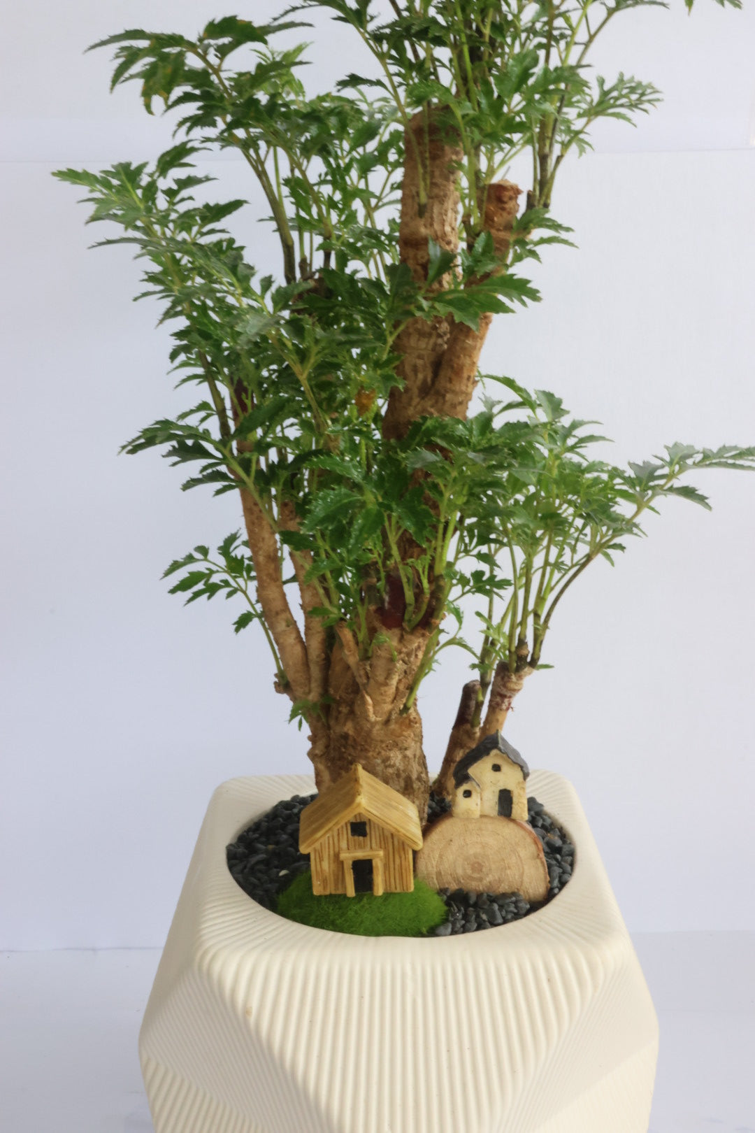 House and garden (white pot)-園藝工程-節日花卉-除草-植物批發-真聖誕樹-美國聖誕樹-園林綠化-修樹工程-私人花園-園藝保養-蘭花-菊花-四季桔-芍藥-聖誕花-工程-詠昇-元朗花場-羅漢松-Christmas tree-Garden maintenance-Wingsing Garden-Yuen Long Garden