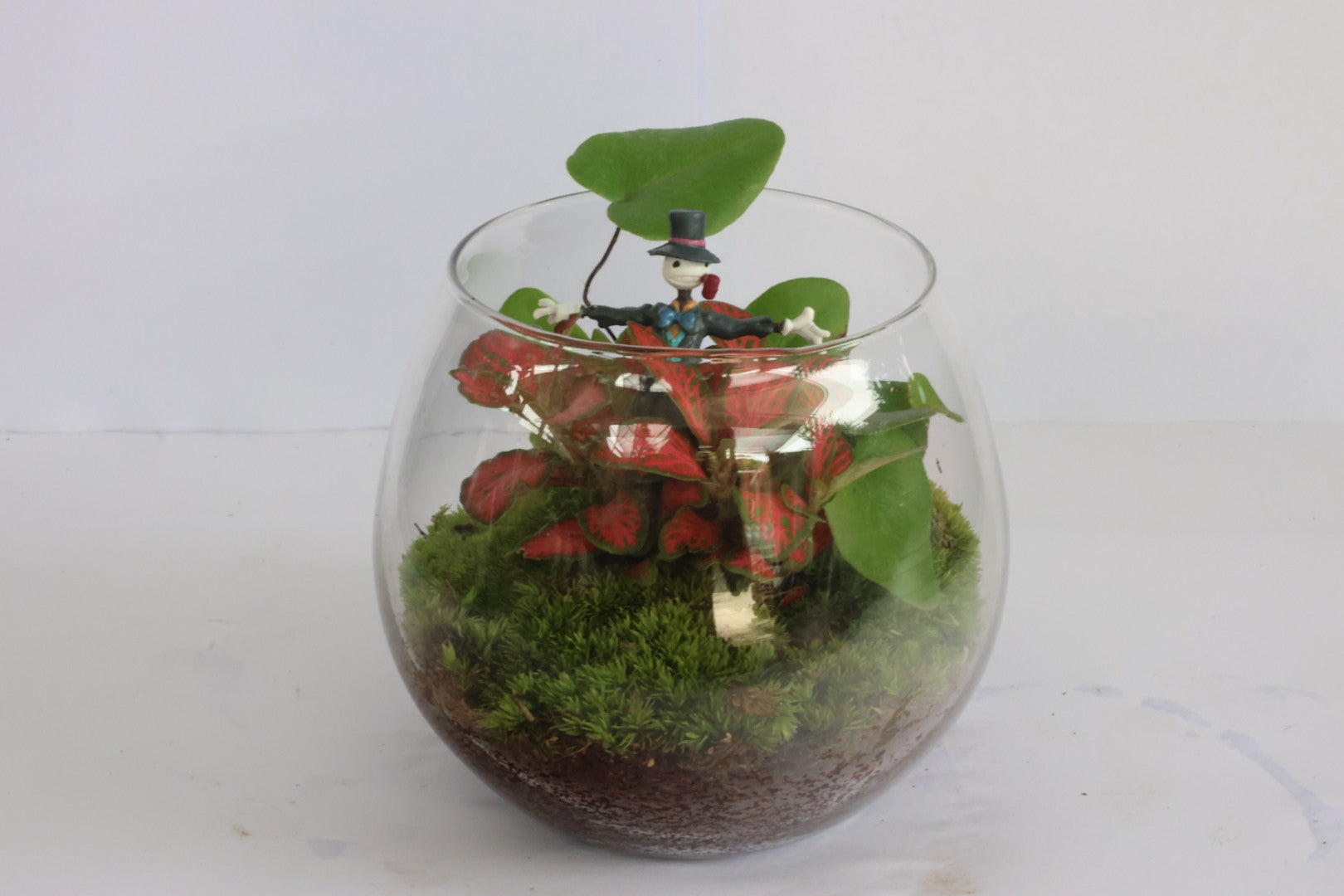 Mini ball (Kabu)-園藝工程-節日花卉-除草-植物批發-真聖誕樹-美國聖誕樹-園林綠化-修樹工程-私人花園-園藝保養-蘭花-菊花-四季桔-芍藥-聖誕花-工程-詠昇-元朗花場-羅漢松-Christmas tree-Garden maintenance-Wingsing Garden-Yuen Long Garden