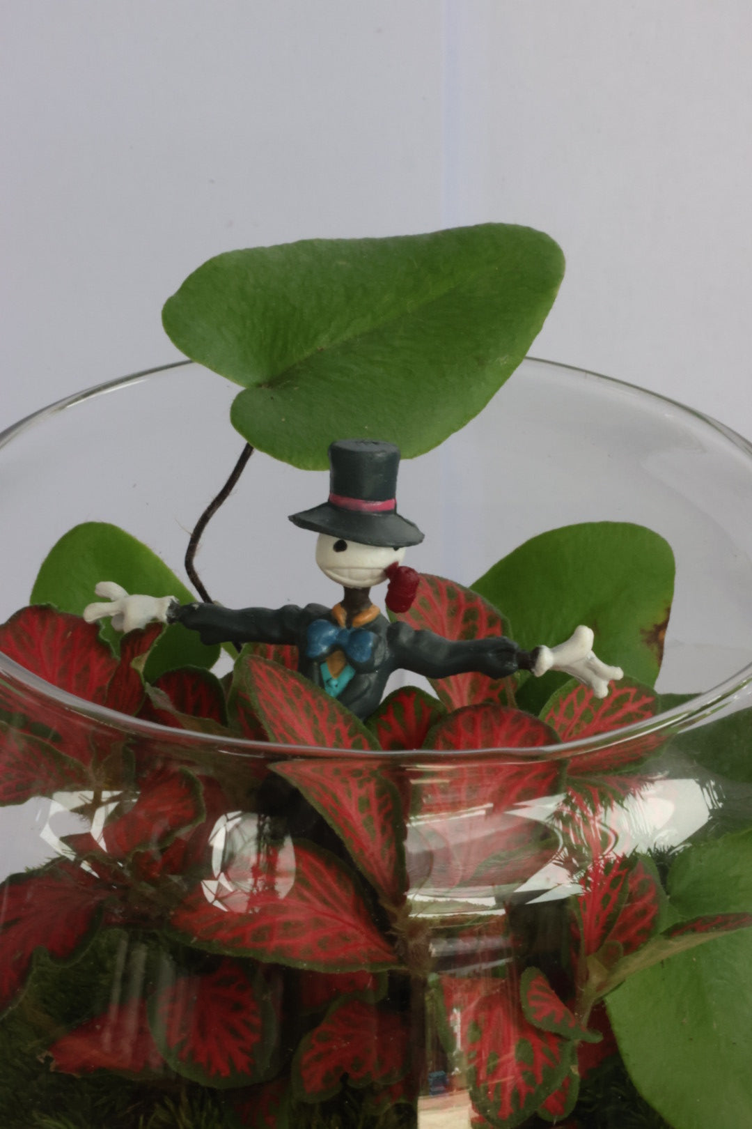 Mini ball (Kabu)-園藝工程-節日花卉-除草-植物批發-真聖誕樹-美國聖誕樹-園林綠化-修樹工程-私人花園-園藝保養-蘭花-菊花-四季桔-芍藥-聖誕花-工程-詠昇-元朗花場-羅漢松-Christmas tree-Garden maintenance-Wingsing Garden-Yuen Long Garden