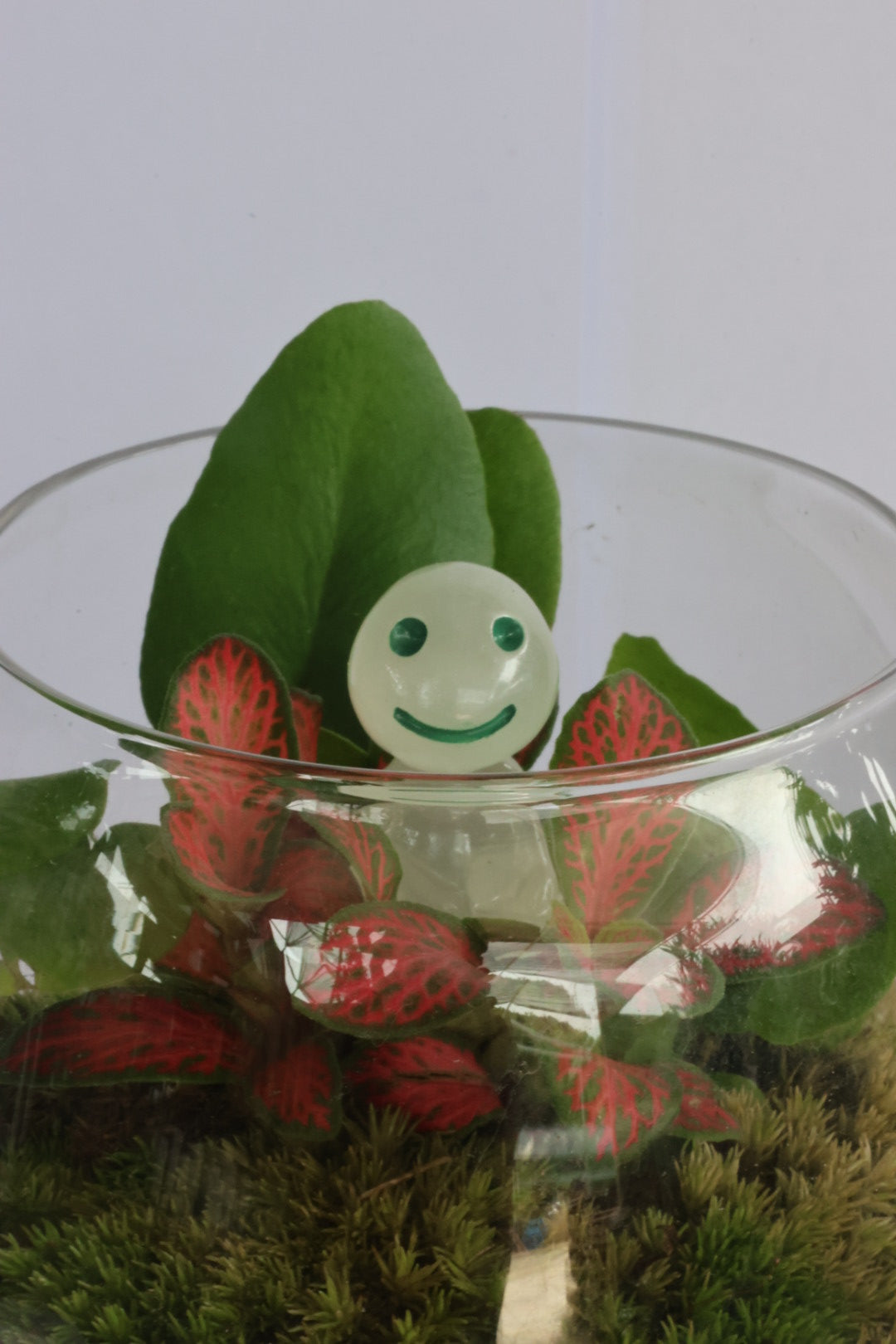 Mini ball (コダマkodama)-園藝工程-節日花卉-除草-植物批發-真聖誕樹-美國聖誕樹-園林綠化-修樹工程-私人花園-園藝保養-蘭花-菊花-四季桔-芍藥-聖誕花-工程-詠昇-元朗花場-羅漢松-Christmas tree-Garden maintenance-Wingsing Garden-Yuen Long Garden