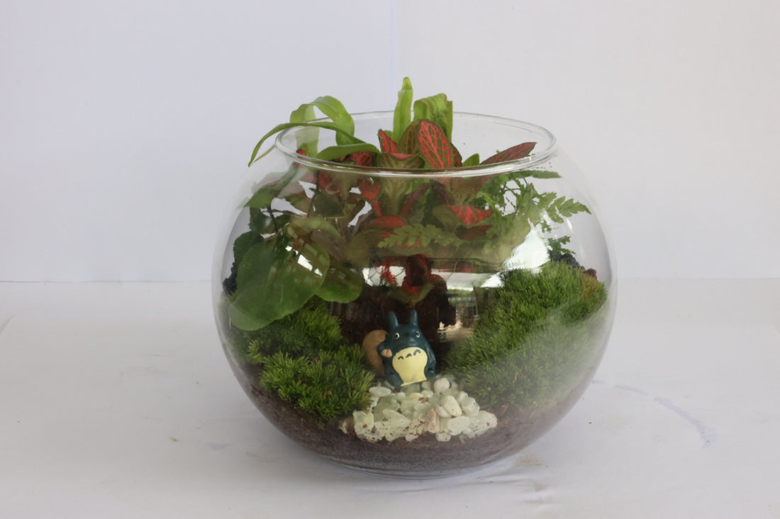 Small Ball (Totoro)-園藝工程-節日花卉-除草-植物批發-真聖誕樹-美國聖誕樹-園林綠化-修樹工程-私人花園-園藝保養-蘭花-菊花-四季桔-芍藥-聖誕花-工程-詠昇-元朗花場-羅漢松-Christmas tree-Garden maintenance-Wingsing Garden-Yuen Long Garden