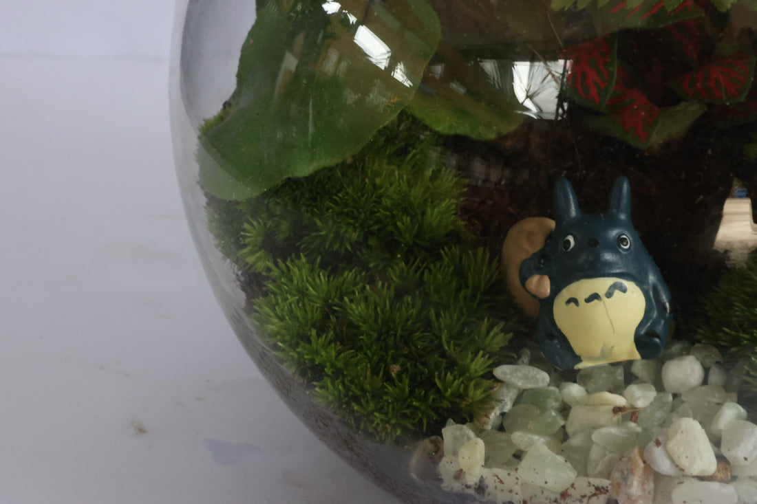 Small Ball (Totoro)-園藝工程-節日花卉-除草-植物批發-真聖誕樹-美國聖誕樹-園林綠化-修樹工程-私人花園-園藝保養-蘭花-菊花-四季桔-芍藥-聖誕花-工程-詠昇-元朗花場-羅漢松-Christmas tree-Garden maintenance-Wingsing Garden-Yuen Long Garden