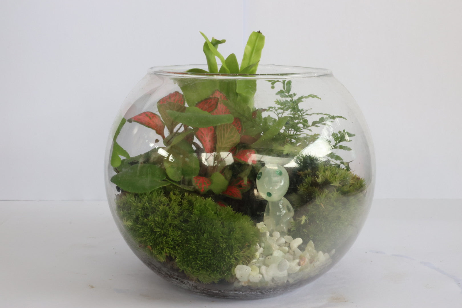 Small Ball (コダマkodama)-園藝工程-節日花卉-除草-植物批發-真聖誕樹-美國聖誕樹-園林綠化-修樹工程-私人花園-園藝保養-蘭花-菊花-四季桔-芍藥-聖誕花-工程-詠昇-元朗花場-羅漢松-Christmas tree-Garden maintenance-Wingsing Garden-Yuen Long Garden