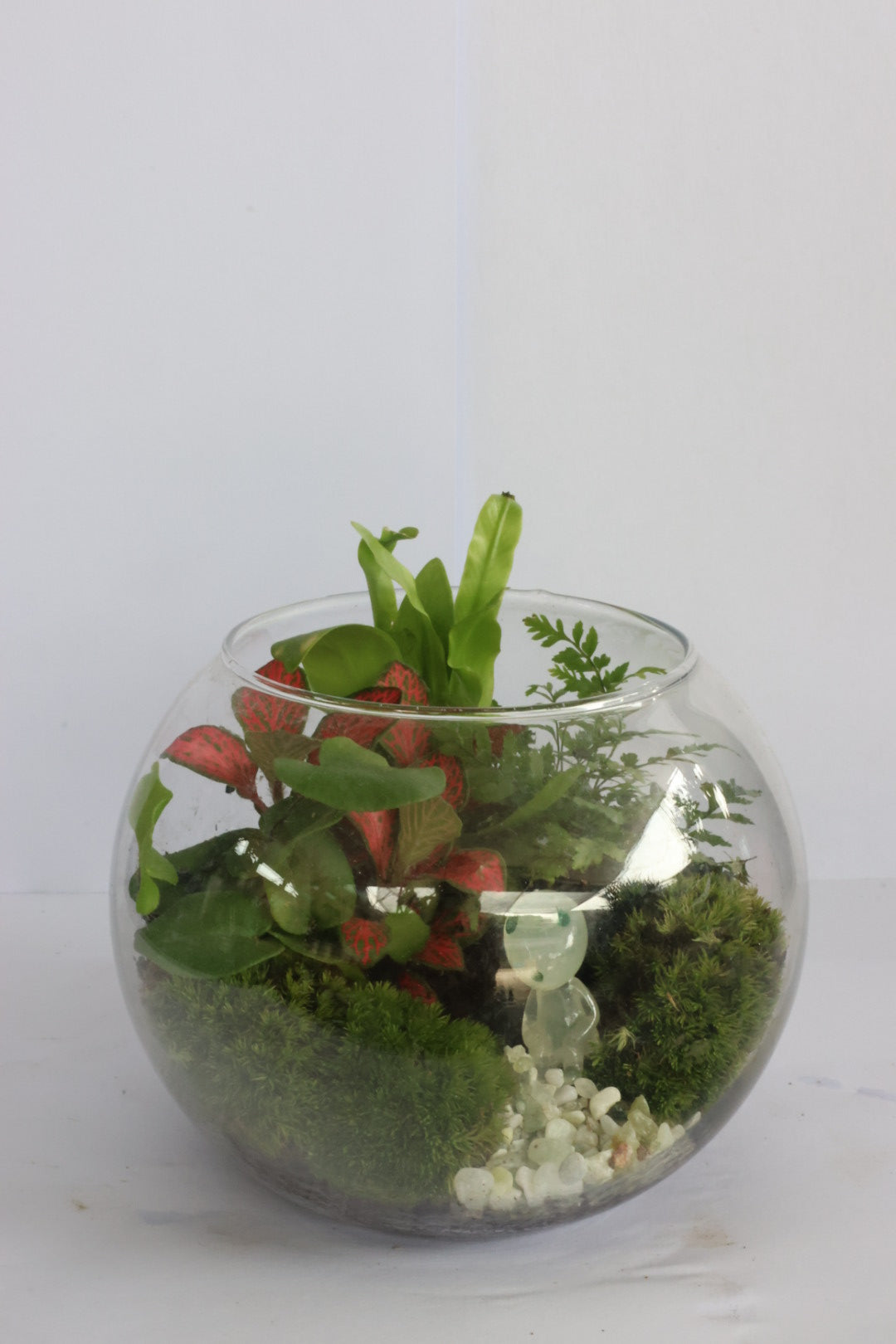 Small Ball (コダマkodama)-園藝工程-節日花卉-除草-植物批發-真聖誕樹-美國聖誕樹-園林綠化-修樹工程-私人花園-園藝保養-蘭花-菊花-四季桔-芍藥-聖誕花-工程-詠昇-元朗花場-羅漢松-Christmas tree-Garden maintenance-Wingsing Garden-Yuen Long Garden