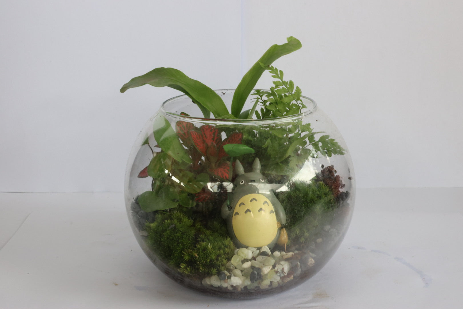 Small Ball (Totoro)-園藝工程-節日花卉-除草-植物批發-真聖誕樹-美國聖誕樹-園林綠化-修樹工程-私人花園-園藝保養-蘭花-菊花-四季桔-芍藥-聖誕花-工程-詠昇-元朗花場-羅漢松-Christmas tree-Garden maintenance-Wingsing Garden-Yuen Long Garden