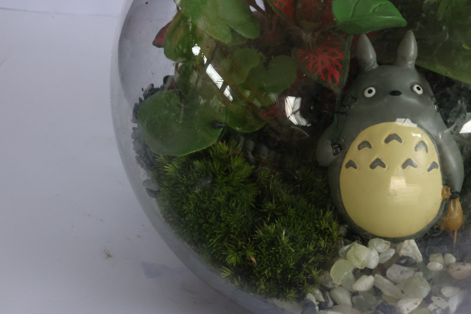 Small Ball (Totoro)-園藝工程-節日花卉-除草-植物批發-真聖誕樹-美國聖誕樹-園林綠化-修樹工程-私人花園-園藝保養-蘭花-菊花-四季桔-芍藥-聖誕花-工程-詠昇-元朗花場-羅漢松-Christmas tree-Garden maintenance-Wingsing Garden-Yuen Long Garden