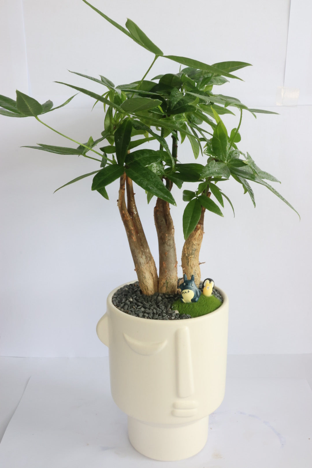 Malabar Chestnut (Totoro)-園藝工程-節日花卉-除草-植物批發-真聖誕樹-美國聖誕樹-園林綠化-修樹工程-私人花園-園藝保養-蘭花-菊花-四季桔-芍藥-聖誕花-工程-詠昇-元朗花場-羅漢松-Christmas tree-Garden maintenance-Wingsing Garden-Yuen Long Garden