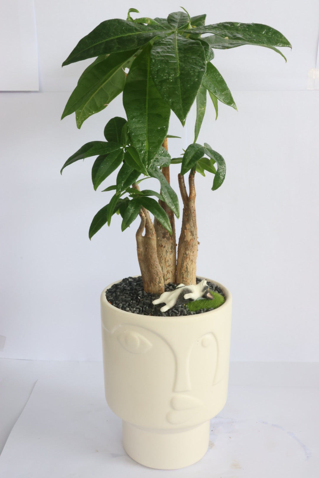 Malabar Chestnut (Doggie)-園藝工程-節日花卉-除草-植物批發-真聖誕樹-美國聖誕樹-園林綠化-修樹工程-私人花園-園藝保養-蘭花-菊花-四季桔-芍藥-聖誕花-工程-詠昇-元朗花場-羅漢松-Christmas tree-Garden maintenance-Wingsing Garden-Yuen Long Garden