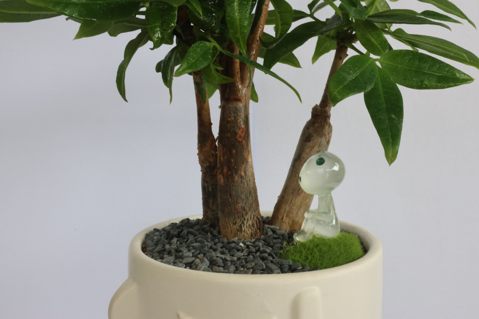 Malabar Chestnut (コダマkodama)-園藝工程-節日花卉-除草-植物批發-真聖誕樹-美國聖誕樹-園林綠化-修樹工程-私人花園-園藝保養-蘭花-菊花-四季桔-芍藥-聖誕花-工程-詠昇-元朗花場-羅漢松-Christmas tree-Garden maintenance-Wingsing Garden-Yuen Long Garden