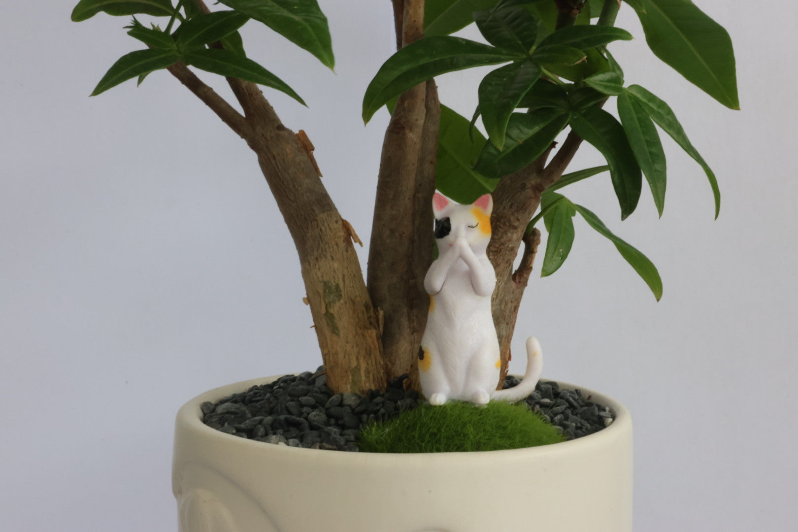 Malabar Chestnut (Animal party)-園藝工程-節日花卉-除草-植物批發-真聖誕樹-美國聖誕樹-園林綠化-修樹工程-私人花園-園藝保養-蘭花-菊花-四季桔-芍藥-聖誕花-工程-詠昇-元朗花場-羅漢松-Christmas tree-Garden maintenance-Wingsing Garden-Yuen Long Garden