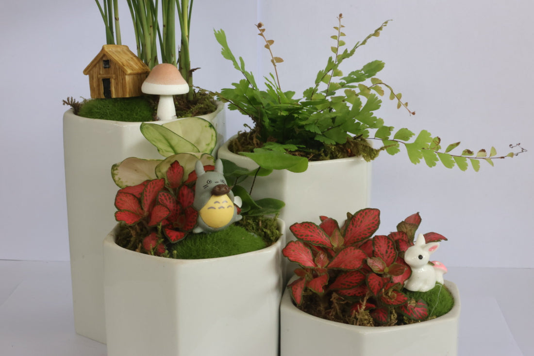 Multi-Plant Group Pots (white pot)-園藝工程-節日花卉-除草-植物批發-真聖誕樹-美國聖誕樹-園林綠化-修樹工程-私人花園-園藝保養-蘭花-菊花-四季桔-芍藥-聖誕花-工程-詠昇-元朗花場-羅漢松-Christmas tree-Garden maintenance-Wingsing Garden-Yuen Long Garden