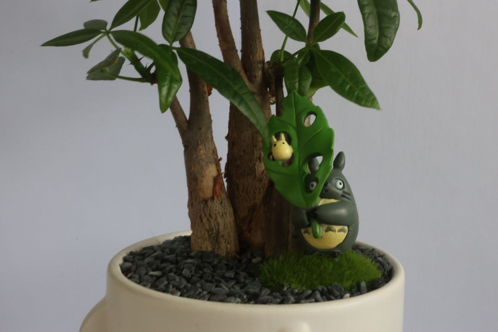 Malabar Chestnut (Totoro)-園藝工程-節日花卉-除草-植物批發-真聖誕樹-美國聖誕樹-園林綠化-修樹工程-私人花園-園藝保養-蘭花-菊花-四季桔-芍藥-聖誕花-工程-詠昇-元朗花場-羅漢松-Christmas tree-Garden maintenance-Wingsing Garden-Yuen Long Garden