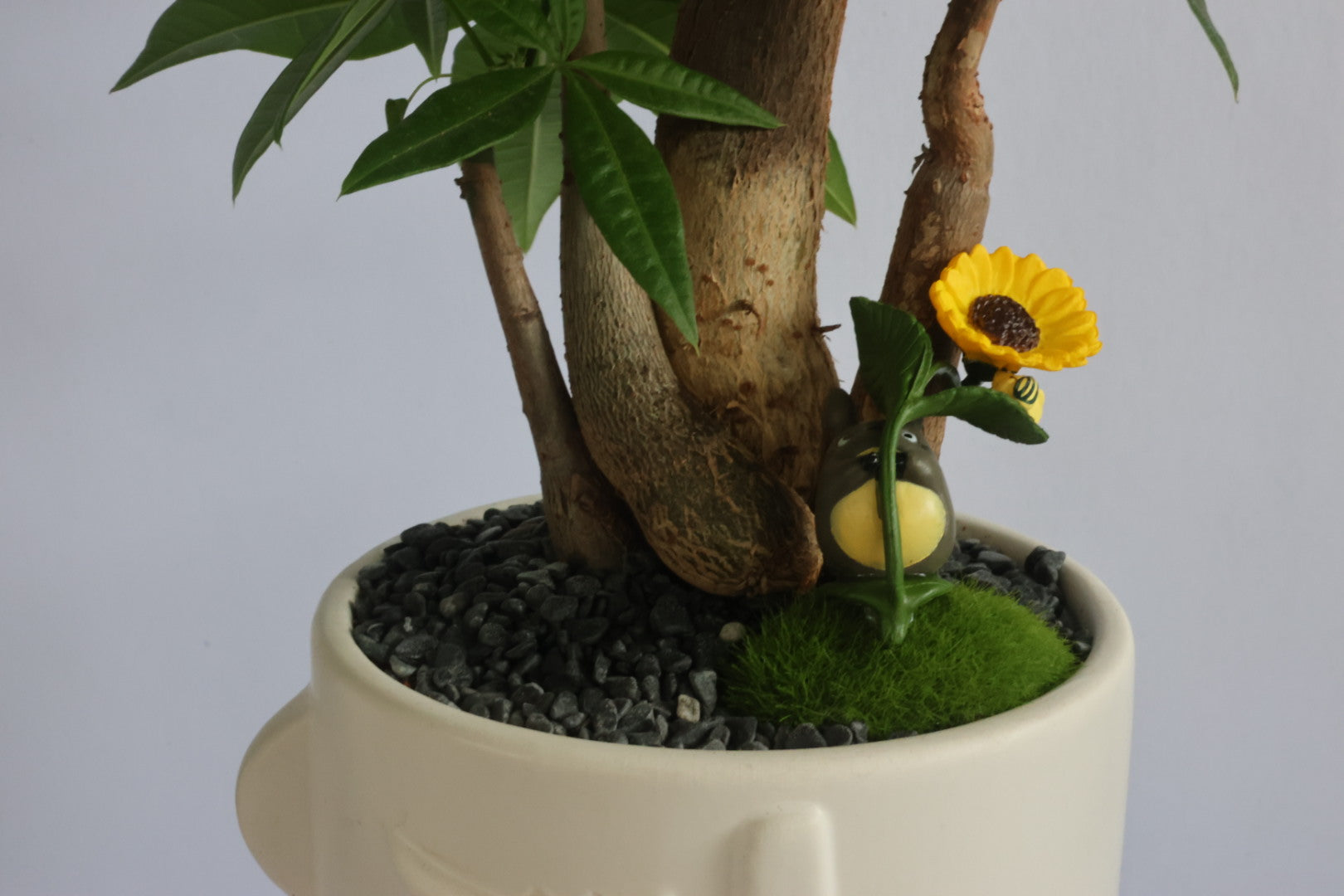Malabar Chestnut (Totoro)-園藝工程-節日花卉-除草-植物批發-真聖誕樹-美國聖誕樹-園林綠化-修樹工程-私人花園-園藝保養-蘭花-菊花-四季桔-芍藥-聖誕花-工程-詠昇-元朗花場-羅漢松-Christmas tree-Garden maintenance-Wingsing Garden-Yuen Long Garden