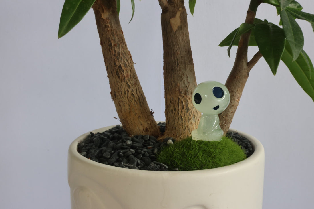 Malabar Chestnut (コダマkodama)-園藝工程-節日花卉-除草-植物批發-真聖誕樹-美國聖誕樹-園林綠化-修樹工程-私人花園-園藝保養-蘭花-菊花-四季桔-芍藥-聖誕花-工程-詠昇-元朗花場-羅漢松-Christmas tree-Garden maintenance-Wingsing Garden-Yuen Long Garden