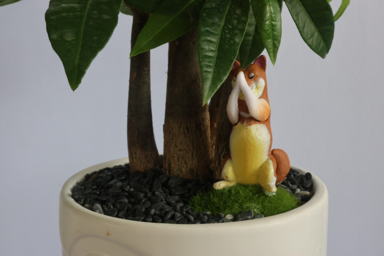 Malabar Chestnut (Animal party)-園藝工程-節日花卉-除草-植物批發-真聖誕樹-美國聖誕樹-園林綠化-修樹工程-私人花園-園藝保養-蘭花-菊花-四季桔-芍藥-聖誕花-工程-詠昇-元朗花場-羅漢松-Christmas tree-Garden maintenance-Wingsing Garden-Yuen Long Garden