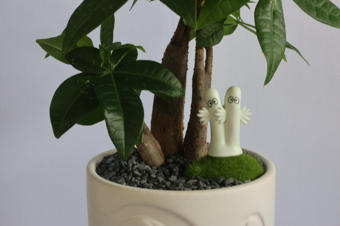 Malabar Chestnut (Moomins)-園藝工程-節日花卉-除草-植物批發-真聖誕樹-美國聖誕樹-園林綠化-修樹工程-私人花園-園藝保養-蘭花-菊花-四季桔-芍藥-聖誕花-工程-詠昇-元朗花場-羅漢松-Christmas tree-Garden maintenance-Wingsing Garden-Yuen Long Garden