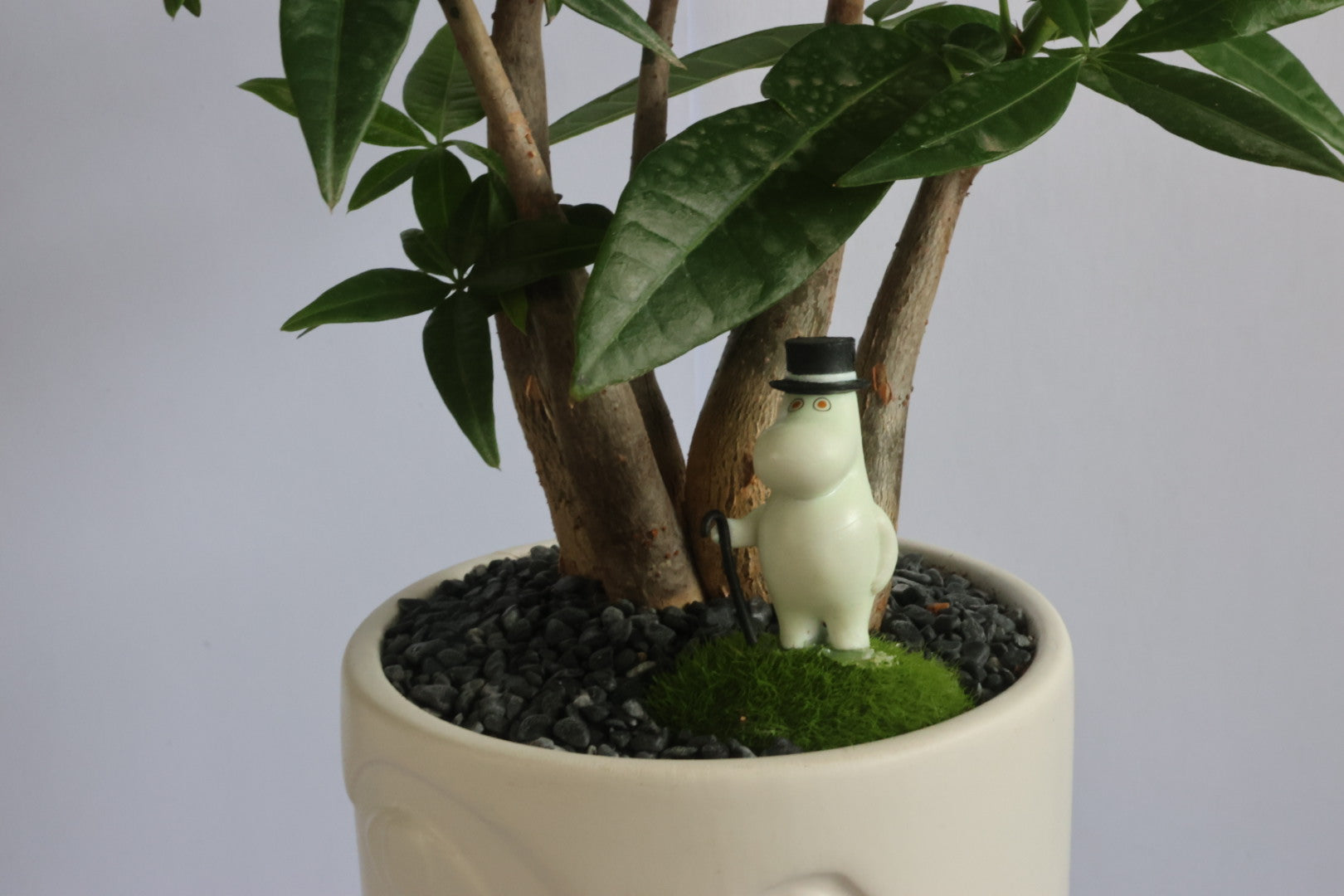 Malabar Chestnut (Moomins)-園藝工程-節日花卉-除草-植物批發-真聖誕樹-美國聖誕樹-園林綠化-修樹工程-私人花園-園藝保養-蘭花-菊花-四季桔-芍藥-聖誕花-工程-詠昇-元朗花場-羅漢松-Christmas tree-Garden maintenance-Wingsing Garden-Yuen Long Garden