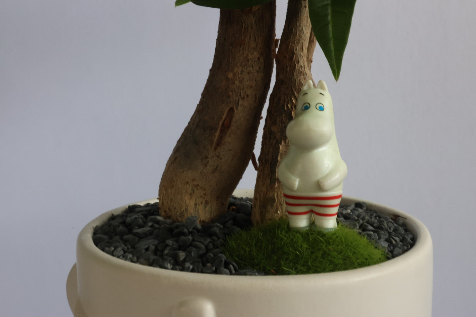 Malabar Chestnut (Moomins)-園藝工程-節日花卉-除草-植物批發-真聖誕樹-美國聖誕樹-園林綠化-修樹工程-私人花園-園藝保養-蘭花-菊花-四季桔-芍藥-聖誕花-工程-詠昇-元朗花場-羅漢松-Christmas tree-Garden maintenance-Wingsing Garden-Yuen Long Garden