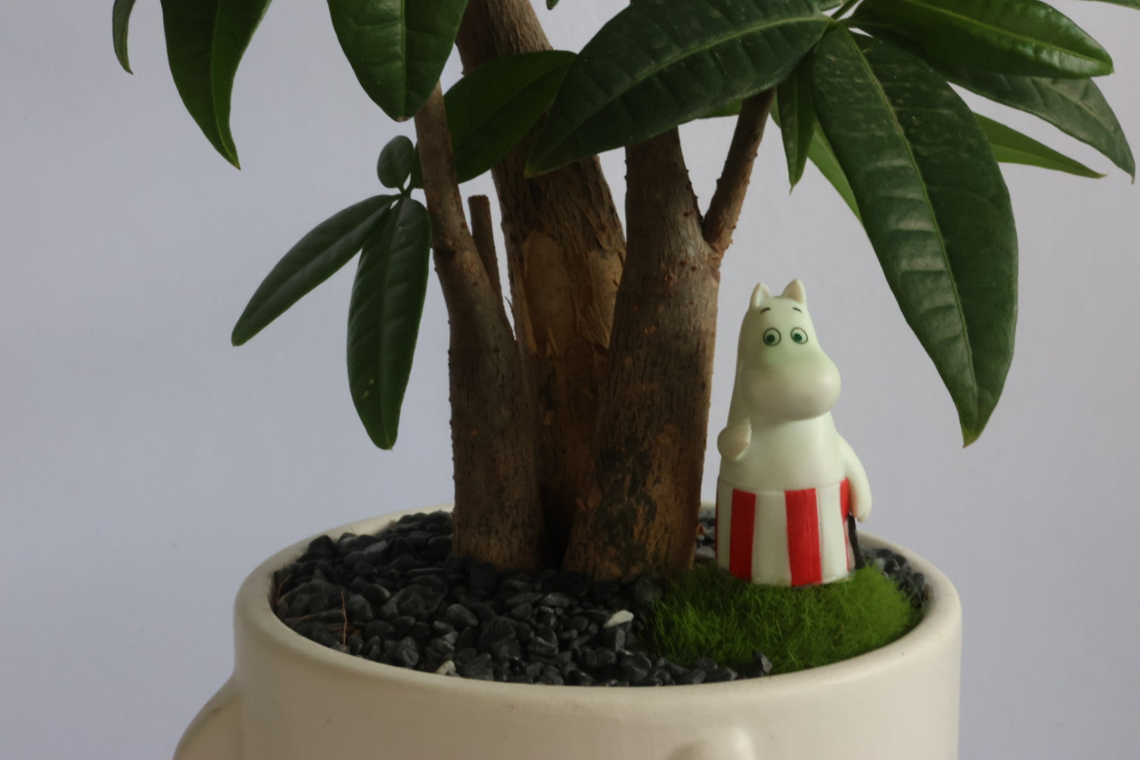 Malabar Chestnut (Moomins)-園藝工程-節日花卉-除草-植物批發-真聖誕樹-美國聖誕樹-園林綠化-修樹工程-私人花園-園藝保養-蘭花-菊花-四季桔-芍藥-聖誕花-工程-詠昇-元朗花場-羅漢松-Christmas tree-Garden maintenance-Wingsing Garden-Yuen Long Garden