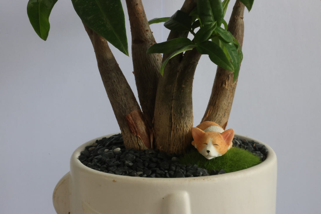 Malabar Chestnut (Doggie)-園藝工程-節日花卉-除草-植物批發-真聖誕樹-美國聖誕樹-園林綠化-修樹工程-私人花園-園藝保養-蘭花-菊花-四季桔-芍藥-聖誕花-工程-詠昇-元朗花場-羅漢松-Christmas tree-Garden maintenance-Wingsing Garden-Yuen Long Garden