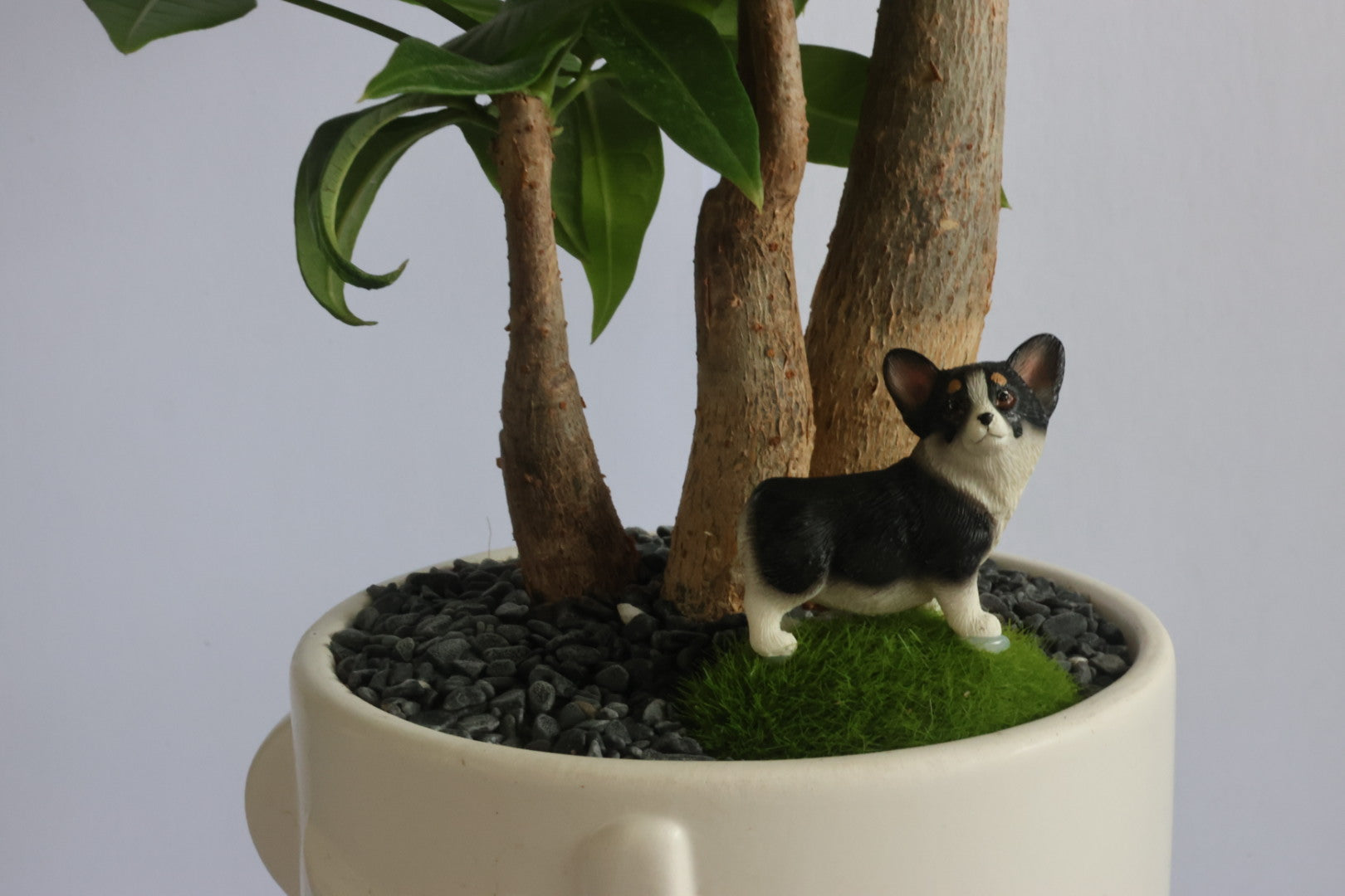 Malabar Chestnut (Doggie)-園藝工程-節日花卉-除草-植物批發-真聖誕樹-美國聖誕樹-園林綠化-修樹工程-私人花園-園藝保養-蘭花-菊花-四季桔-芍藥-聖誕花-工程-詠昇-元朗花場-羅漢松-Christmas tree-Garden maintenance-Wingsing Garden-Yuen Long Garden