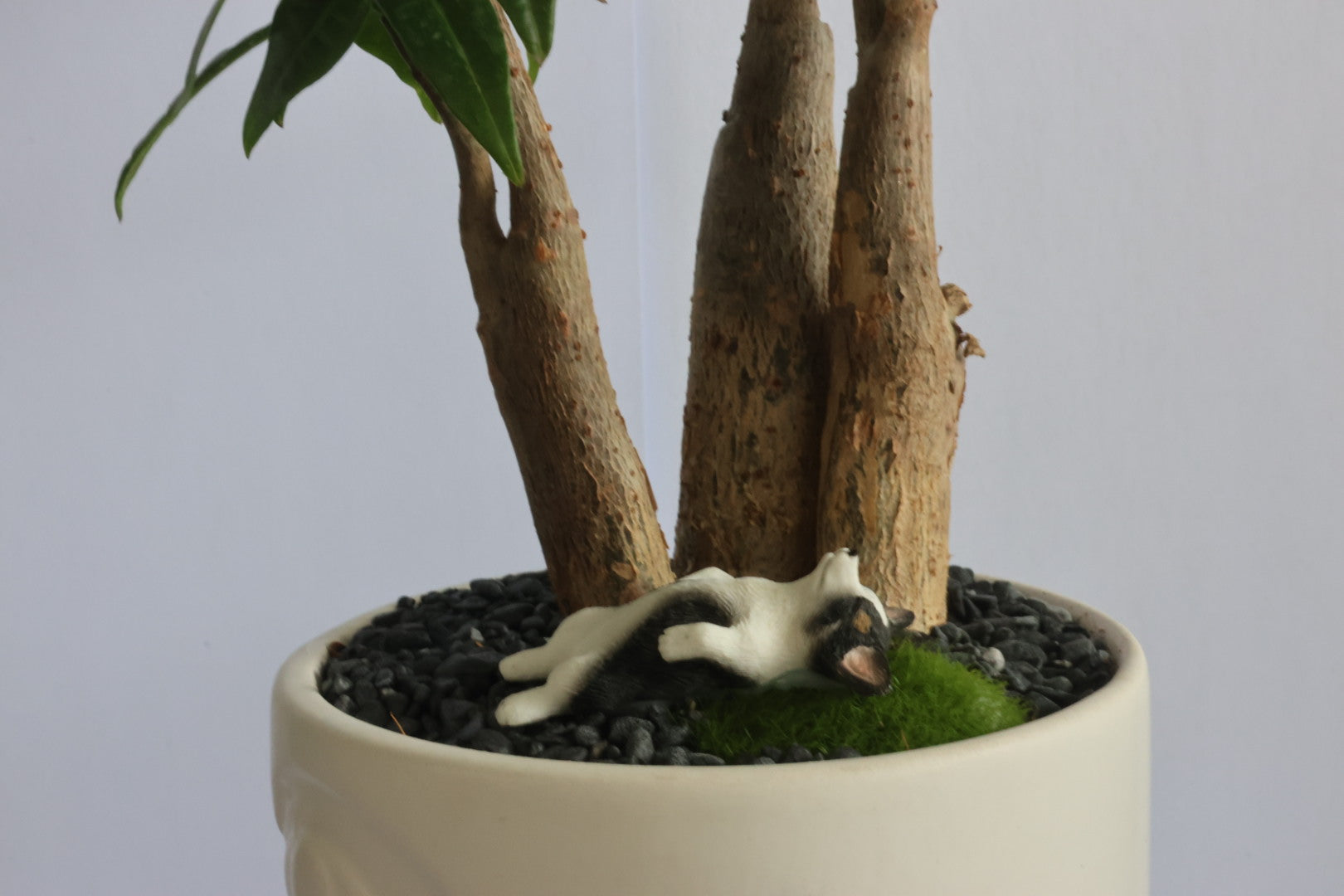 Malabar Chestnut (Doggie)-園藝工程-節日花卉-除草-植物批發-真聖誕樹-美國聖誕樹-園林綠化-修樹工程-私人花園-園藝保養-蘭花-菊花-四季桔-芍藥-聖誕花-工程-詠昇-元朗花場-羅漢松-Christmas tree-Garden maintenance-Wingsing Garden-Yuen Long Garden
