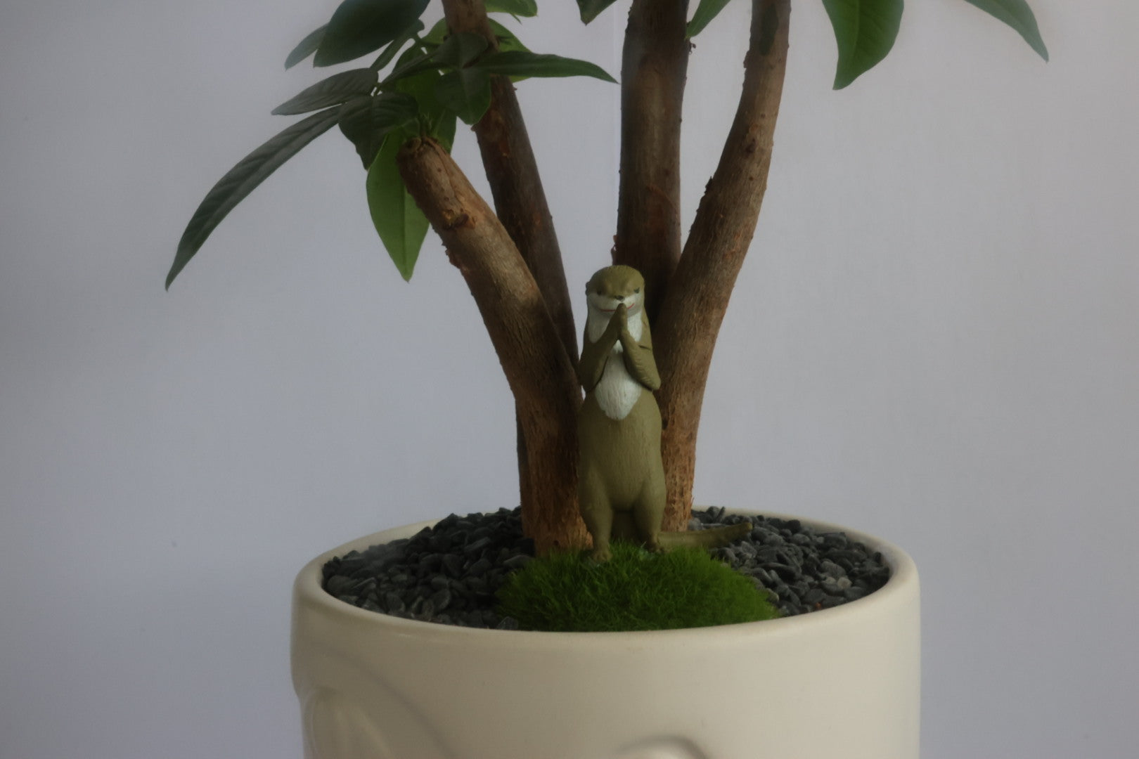 Malabar Chestnut (Animal party)-園藝工程-節日花卉-除草-植物批發-真聖誕樹-美國聖誕樹-園林綠化-修樹工程-私人花園-園藝保養-蘭花-菊花-四季桔-芍藥-聖誕花-工程-詠昇-元朗花場-羅漢松-Christmas tree-Garden maintenance-Wingsing Garden-Yuen Long Garden