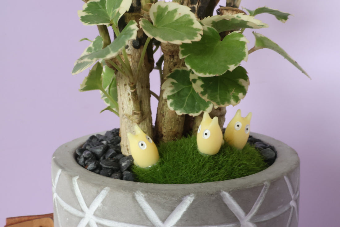 Polyscias - Mosaic - Totori-園藝工程-節日花卉-除草-植物批發-真聖誕樹-美國聖誕樹-園林綠化-修樹工程-私人花園-園藝保養-蘭花-菊花-四季桔-芍藥-聖誕花-工程-詠昇-元朗花場-羅漢松-Christmas tree-Garden maintenance-Wingsing Garden-Yuen Long Garden