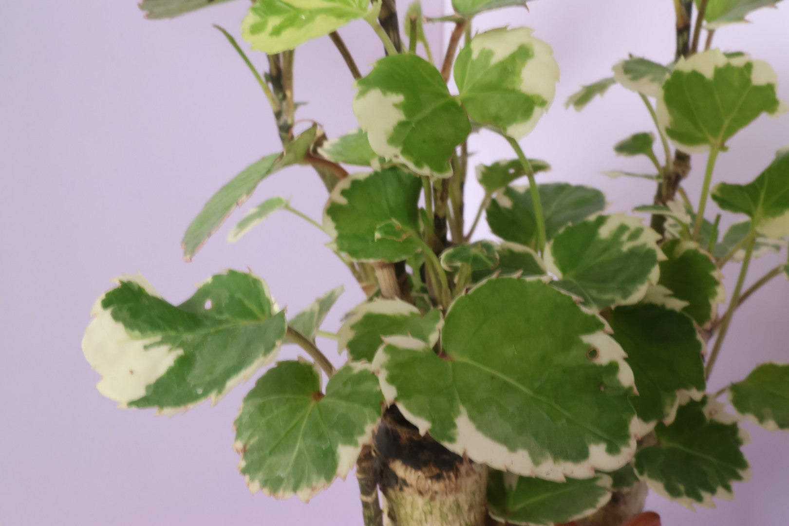 Polyscias - Mosaic - Animal Party-園藝工程-節日花卉-除草-植物批發-真聖誕樹-美國聖誕樹-園林綠化-修樹工程-私人花園-園藝保養-蘭花-菊花-四季桔-芍藥-聖誕花-工程-詠昇-元朗花場-羅漢松-Christmas tree-Garden maintenance-Wingsing Garden-Yuen Long Garden