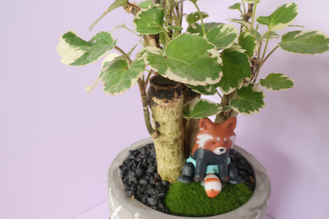 Polyscias - Mosaic - Animal Party-園藝工程-節日花卉-除草-植物批發-真聖誕樹-美國聖誕樹-園林綠化-修樹工程-私人花園-園藝保養-蘭花-菊花-四季桔-芍藥-聖誕花-工程-詠昇-元朗花場-羅漢松-Christmas tree-Garden maintenance-Wingsing Garden-Yuen Long Garden