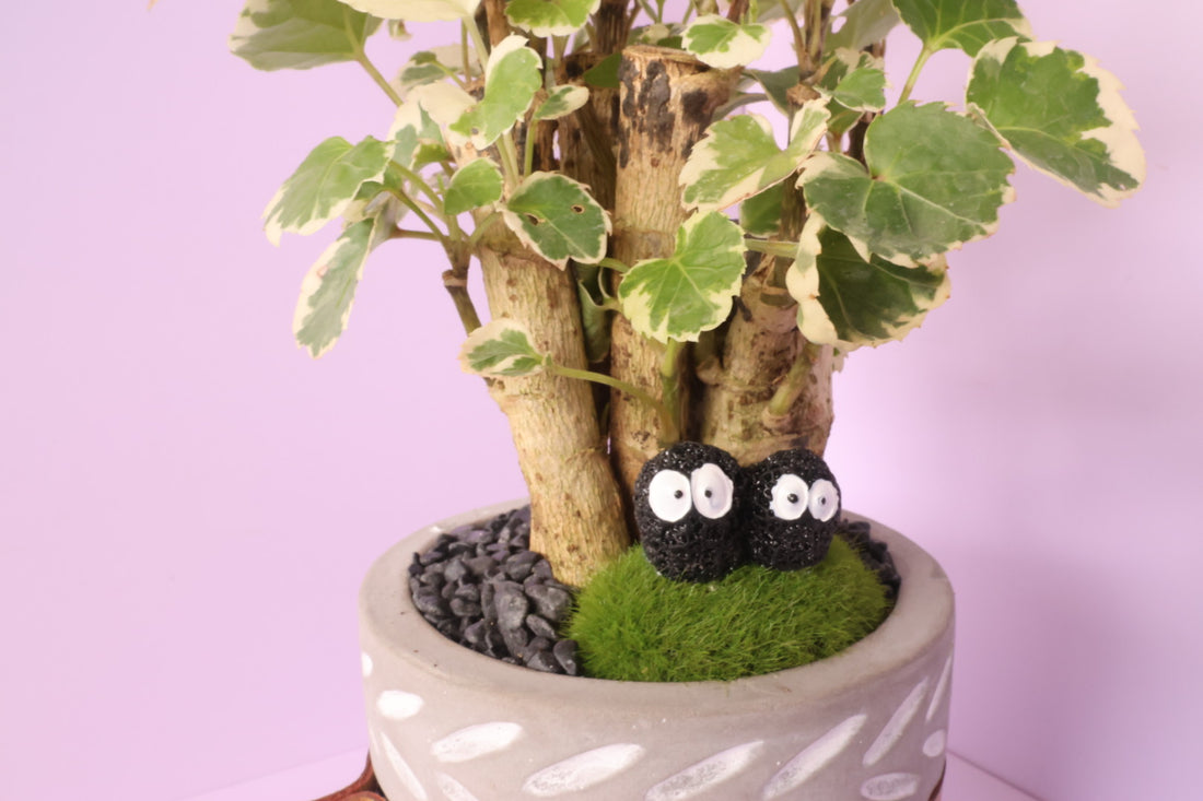 Polyscias - Mosaic - Dust Bunnies-園藝工程-節日花卉-除草-植物批發-真聖誕樹-美國聖誕樹-園林綠化-修樹工程-私人花園-園藝保養-蘭花-菊花-四季桔-芍藥-聖誕花-工程-詠昇-元朗花場-羅漢松-Christmas tree-Garden maintenance-Wingsing Garden-Yuen Long Garden