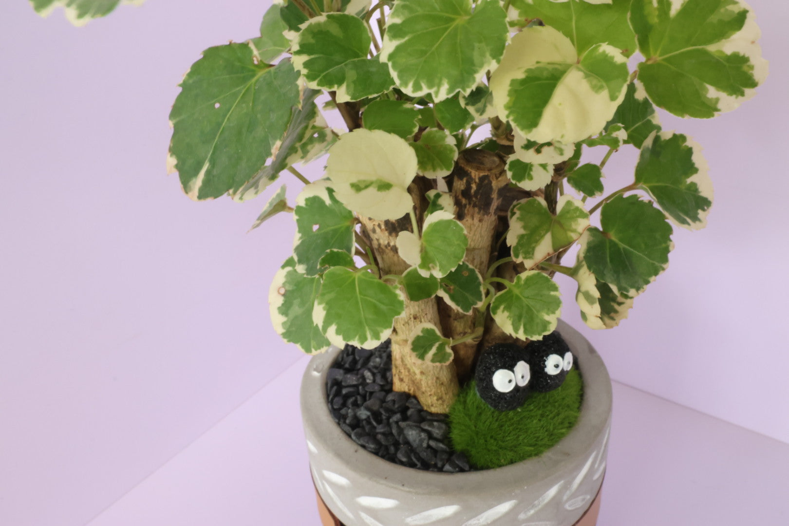 Polyscias - Mosaic - Dust Bunnies-園藝工程-節日花卉-除草-植物批發-真聖誕樹-美國聖誕樹-園林綠化-修樹工程-私人花園-園藝保養-蘭花-菊花-四季桔-芍藥-聖誕花-工程-詠昇-元朗花場-羅漢松-Christmas tree-Garden maintenance-Wingsing Garden-Yuen Long Garden