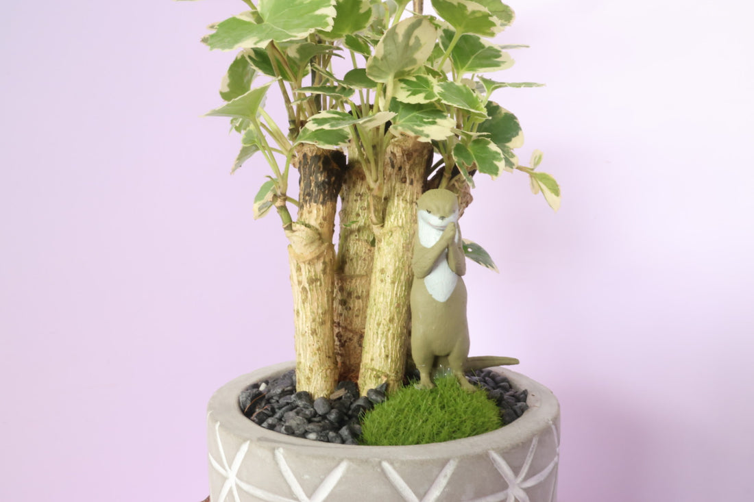 Polyscias - Mosaic - Animal Party 2-園藝工程-節日花卉-除草-植物批發-真聖誕樹-美國聖誕樹-園林綠化-修樹工程-私人花園-園藝保養-蘭花-菊花-四季桔-芍藥-聖誕花-工程-詠昇-元朗花場-羅漢松-Christmas tree-Garden maintenance-Wingsing Garden-Yuen Long Garden