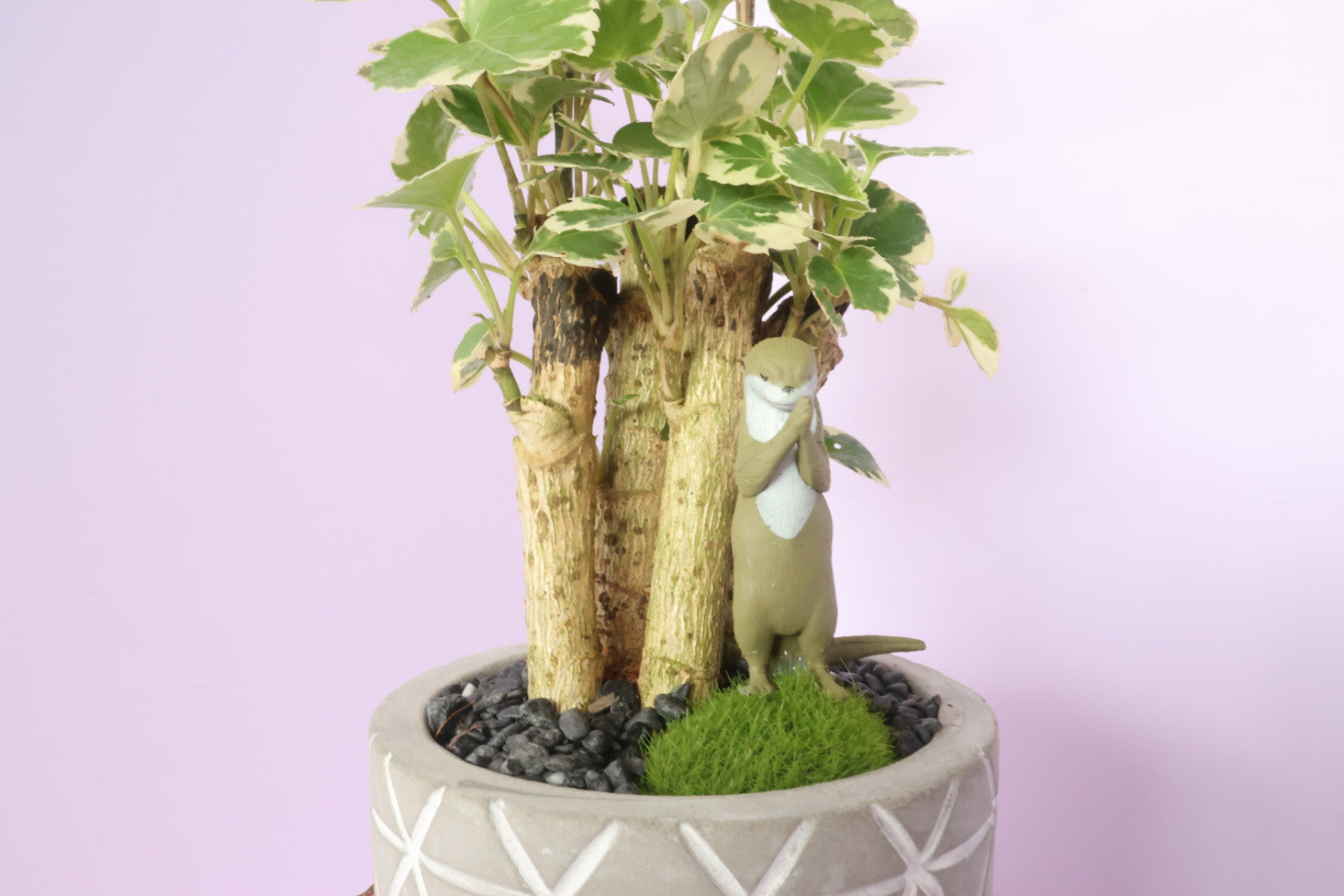 Polyscias - Mosaic - Animal Party 2-園藝工程-節日花卉-除草-植物批發-真聖誕樹-美國聖誕樹-園林綠化-修樹工程-私人花園-園藝保養-蘭花-菊花-四季桔-芍藥-聖誕花-工程-詠昇-元朗花場-羅漢松-Christmas tree-Garden maintenance-Wingsing Garden-Yuen Long Garden