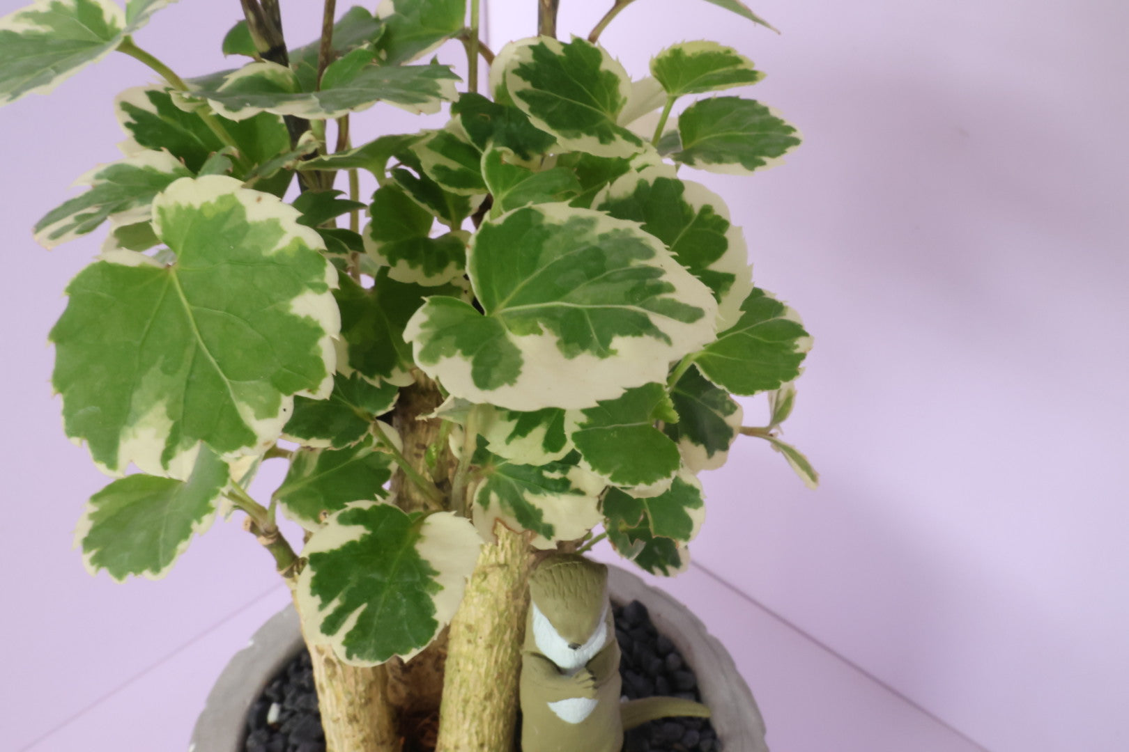 Polyscias - Mosaic - Animal Party 2-園藝工程-節日花卉-除草-植物批發-真聖誕樹-美國聖誕樹-園林綠化-修樹工程-私人花園-園藝保養-蘭花-菊花-四季桔-芍藥-聖誕花-工程-詠昇-元朗花場-羅漢松-Christmas tree-Garden maintenance-Wingsing Garden-Yuen Long Garden