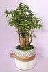 Polyscias - fine leaves - JIJI (ジジ)-園藝工程-節日花卉-除草-植物批發-真聖誕樹-美國聖誕樹-園林綠化-修樹工程-私人花園-園藝保養-蘭花-菊花-四季桔-芍藥-聖誕花-工程-詠昇-元朗花場-羅漢松-Christmas tree-Garden maintenance-Wingsing Garden-Yuen Long Garden