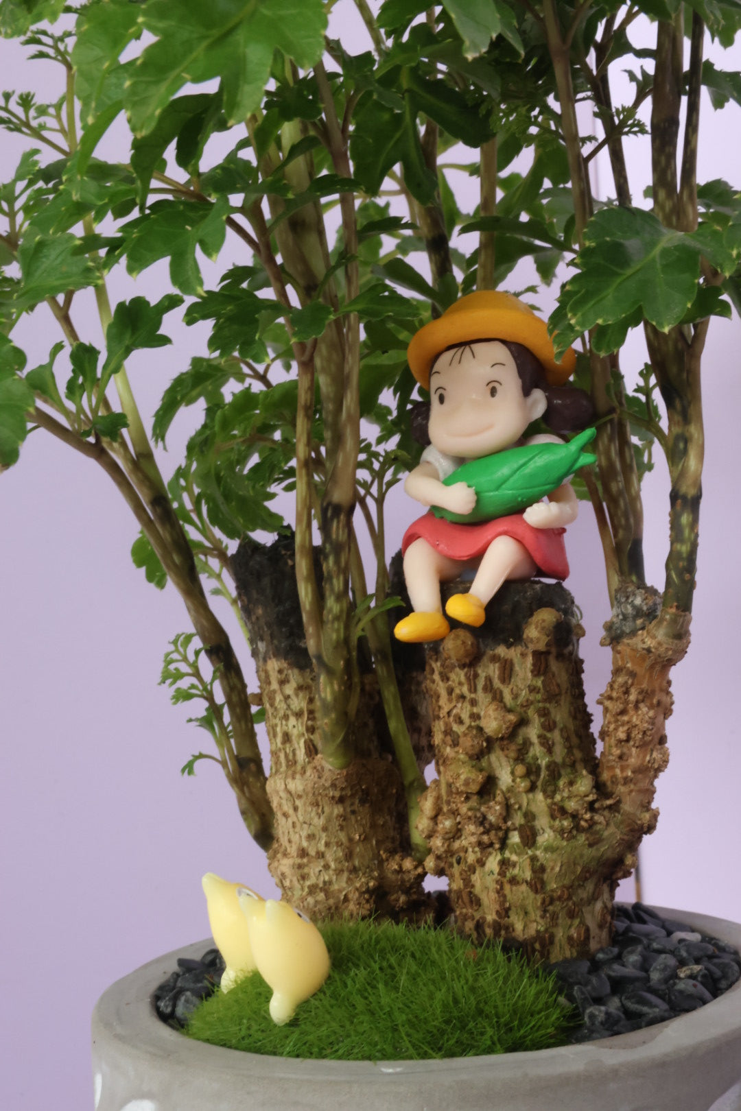 Polyscias - fine leaves - Kusakabe Mei-園藝工程-節日花卉-除草-植物批發-真聖誕樹-美國聖誕樹-園林綠化-修樹工程-私人花園-園藝保養-蘭花-菊花-四季桔-芍藥-聖誕花-工程-詠昇-元朗花場-羅漢松-Christmas tree-Garden maintenance-Wingsing Garden-Yuen Long Garden